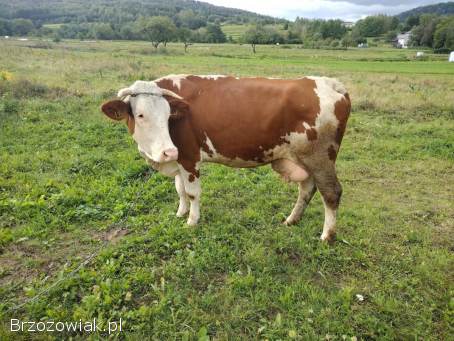 Sprzedam krowe