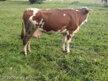 Sprzedam krowe