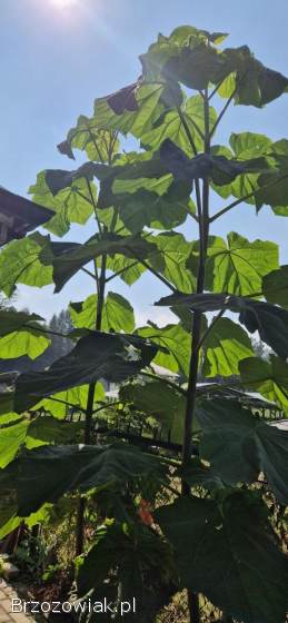 Paulownia