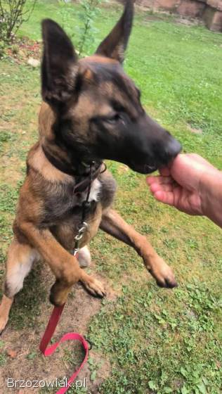 Owczarek Belgijski Malinois