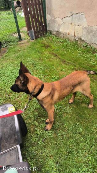 Owczarek Belgijski Malinois