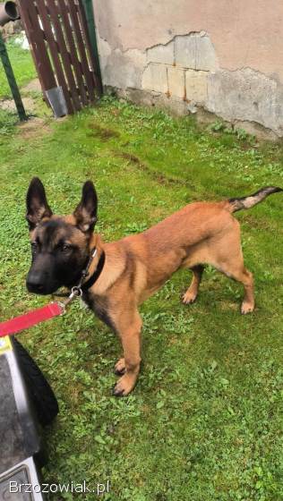 Owczarek Belgijski Malinois