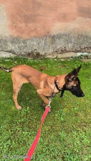 Owczarek Belgijski Malinois