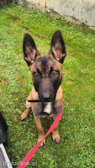 Owczarek Belgijski Malinois