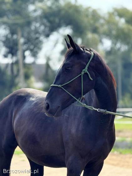 Ogierek rasy małopolskiej