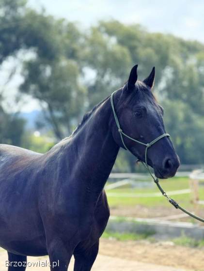 Ogierek rasy małopolskiej