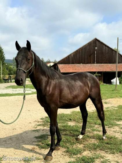 Ogierek rasy małopolskiej