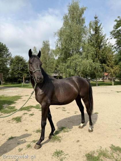 Ogierek rasy małopolskiej