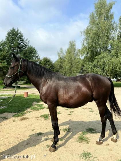 Ogierek rasy małopolskiej