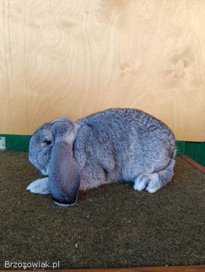 Króliki Baran Francuski