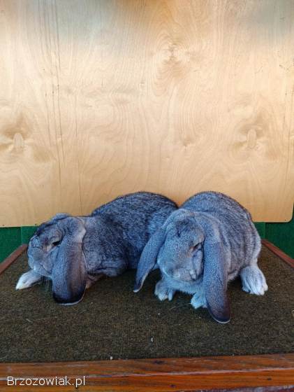 Króliki Baran Francuski