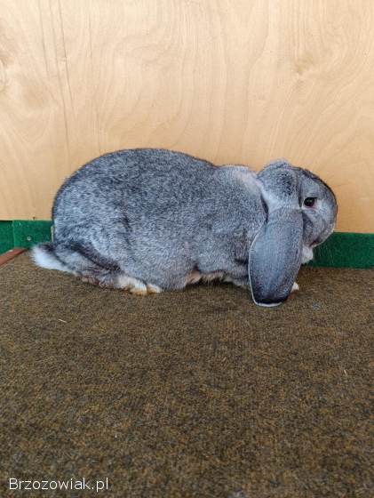 Króliki Baran Francuski