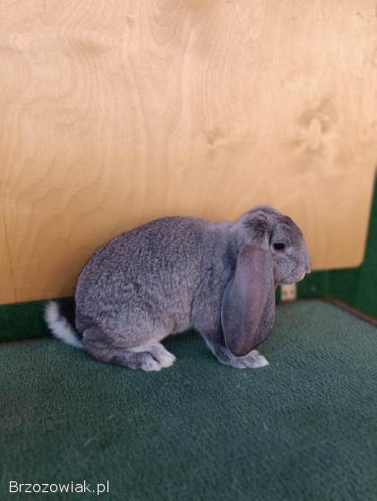 Króliki Baran Francuski