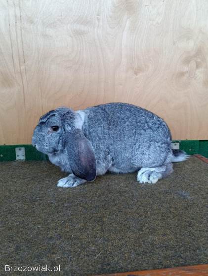 Króliki Baran Francuski