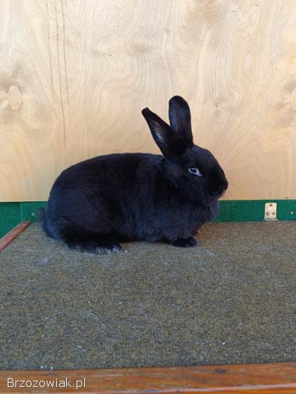 Króliki Wiedeński Czarny