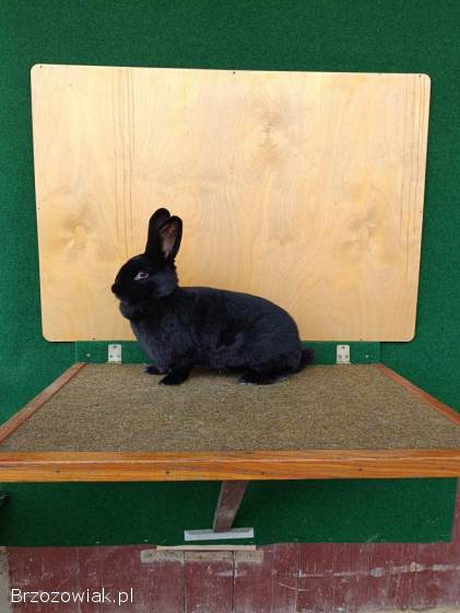 Króliki Wiedeński Czarny