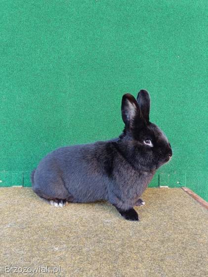 Króliki Wiedeński Czarny