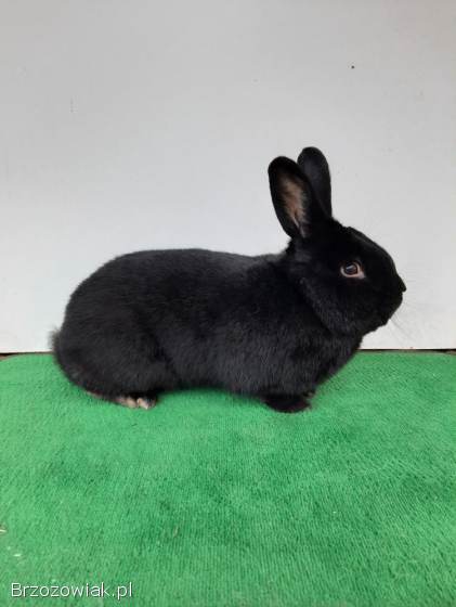 Króliki Wiedeński Czarny