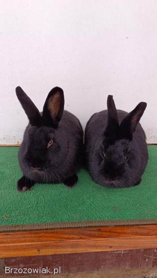 Króliki Wiedeński Czarny