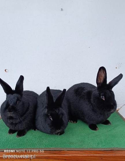 Króliki Wiedeński Czarny