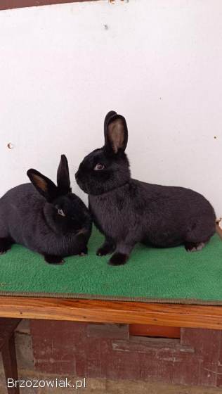 Króliki Wiedeński Czarny