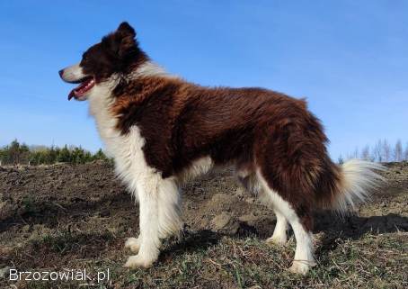 BORDER COLLIE czystej krwi z Hodowli -  Rasowy z pełną dokumentacją