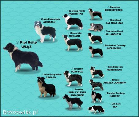 BORDER COLLIE czystej krwi z Hodowli -  Rasowy z pełną dokumentacją