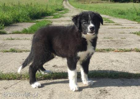 BORDER COLLIE czystej krwi z Hodowli -  Rasowy z pełną dokumentacją