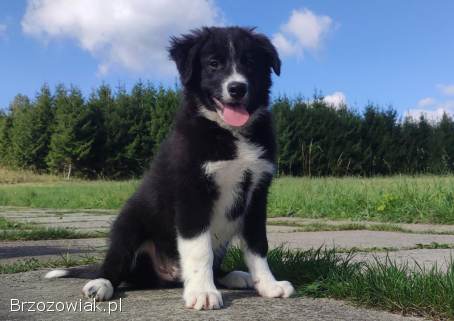 BORDER COLLIE czystej krwi z Hodowli -  Rasowy z pełną dokumentacją