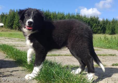 BORDER COLLIE czystej krwi z Hodowli -  Rasowy z pełną dokumentacją