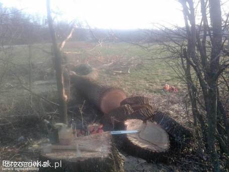 WYCINKA DRZEW,  PRACE OGRODOWE,  KOSZENIE TRAWY,  CIĘCIE ŻYWOPŁOTÓW