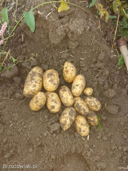 Ziemniaki queen anna