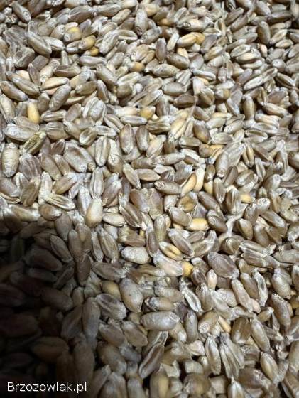 Pszenica banatus rok po kwalifikacie owiec bingo breton