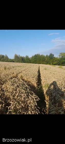 Pszenica banatus rok po kwalifikacie owiec bingo breton