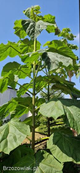 Paulownia SHAN TONG korzeń