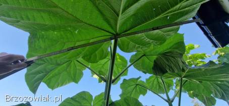 Paulownia SHAN TONG korzeń