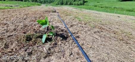Paulownia SHAN TONG korzeń