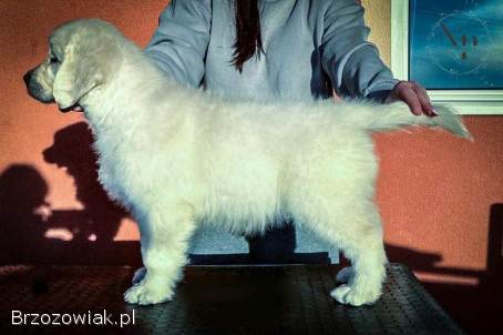 Golden Retriever – piękne szczenięta