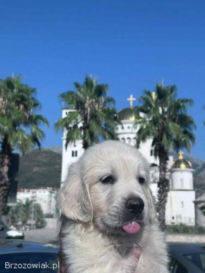 Golden Retriever – piękne szczenięta