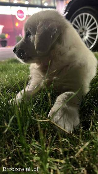 Golden Retriever – piękne szczenięta