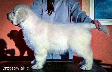 Golden Retriever – piękne szczenięta