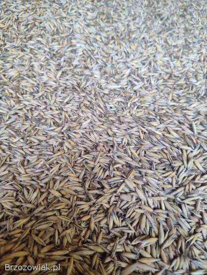 Sprzedam pszenicę i owies z 2025