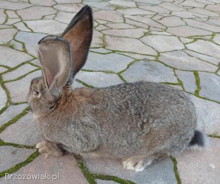 Królik olbrzym belgijski