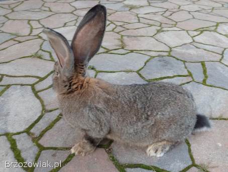 Królik olbrzym belgijski