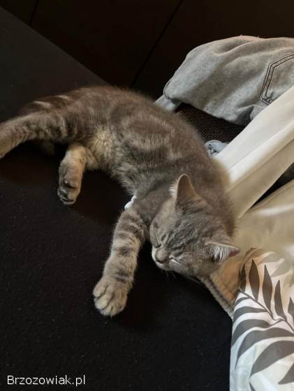 Kot brytyjski pręgowany