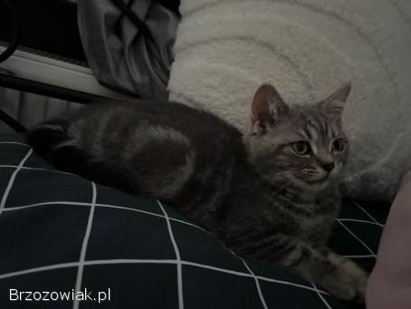 Kot brytyjski pręgowany