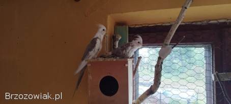 Sprzedam papugi Nimfy oraz Mnichy