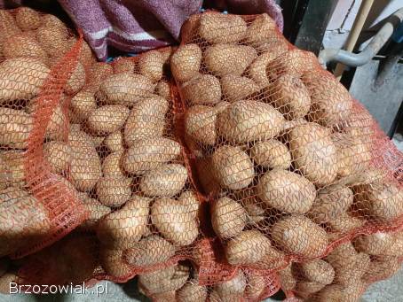 Ziemniaki jadalne Soraya