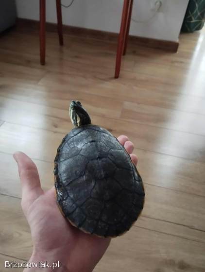 Żółw wodno lądowy