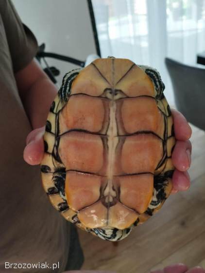 Żółw wodno lądowy